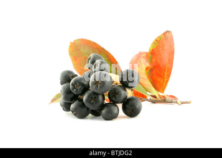 Aronia - schwarze Apfelbeere. Stockfoto