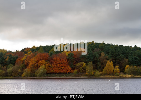 Ogden water Beautiful Autumn colours , Yorkshire uk Stockfoto