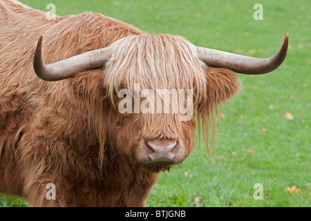 Highland Kuh, UK Stockfoto