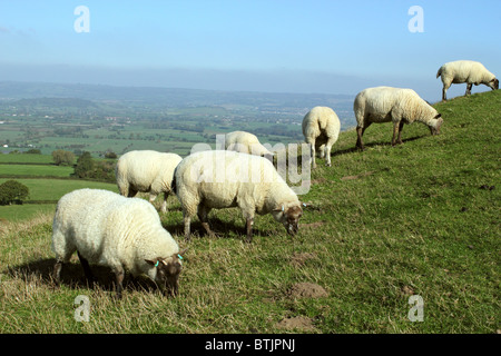 Schafe zusammen in einer Reihe mit Blick auf den Somerset Levels, Somerset, England, UK Stockfoto