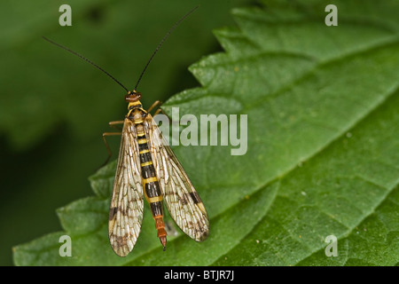 Gemeinsamen Scorpion Fly (Panorpa Communis) männlich Stockfoto