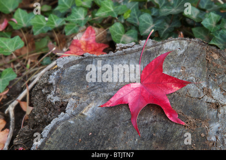 Herbstfarben von roten Blatt gegen einen Baumstamm mit Weichzeichner Efeu Hintergrund Stockfoto