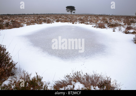 Gefrorenen Teich in offenen Winterlandschaft an der New Forest Nationalpark Hampshire, England, UK Stockfoto