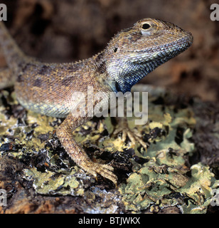 Indisch-chinesischen Wald Eidechse, blau-crested Eidechse (Calotes Mystaceus) auf Rinde. Stockfoto