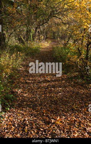 Blätter im Herbst decken ein Waldweg Stockfoto