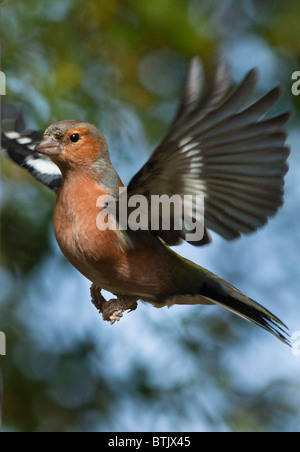 Männliche Buchfink im Flug Stockfoto