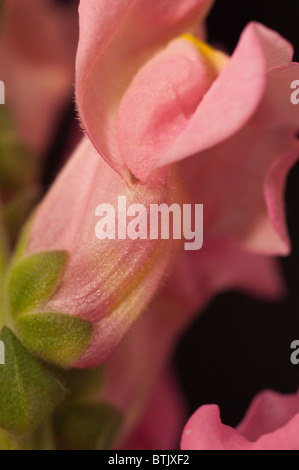 Makro-Aufnahme im Studio von rosa Blume Stockfoto