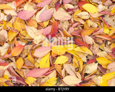 Gelbe und rote Blätter am Boden im Herbst Stockfoto
