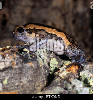 Bull Frog, mollig Frosch (Kaloula Pulchra) auf Rinde gebändert. Stockfoto