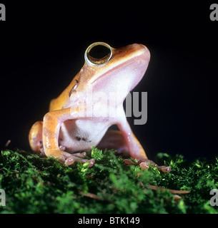 Golden Tree Frog, Weißlippen-Laubfrosch (Rhacophorus Leucomystax, Polypedates Leucomystax) auf Moos. Stockfoto