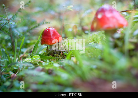 Nahaufnahme Bild von Amanita giftige Pilze in der Natur Stockfoto