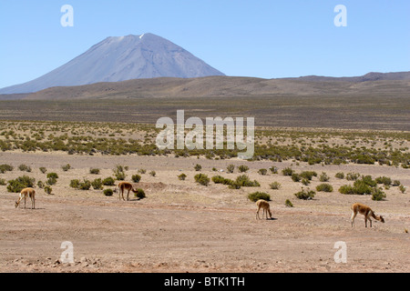 Vikunjas Beweidung mit El Misti Vulkan im Hintergrund, Cordillera Occidental, Arequipa, Peru, Südamerika. Stockfoto