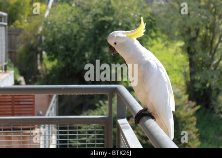 Wild Sulfur-Crested Kakadus (Cacatua galerita) auf einem Balkon im Grand Pacific Hotel Apartments, Great Ocean Road, Lorne, Victoria, Australien Stockfoto