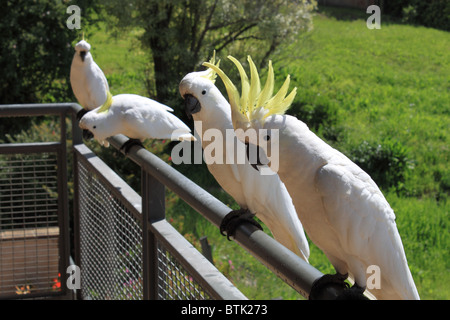 Wild Sulfur-Crested Kakadus (Cacatua galerita) auf einem Balkon im Grand Pacific Hotel Apartments, Great Ocean Road, Lorne, Victoria, Australien Stockfoto