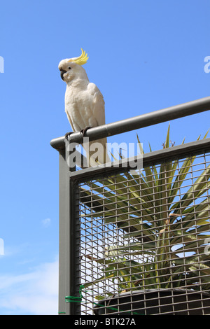 Wild Sulfur-Crested Kakadus (Cacatua galerita) auf einem Balkon im Grand Pacific Hotel Apartments, Great Ocean Road, Lorne, Victoria, Australien Stockfoto