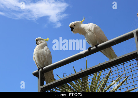 Wild Sulfur-Crested Kakadus (Cacatua galerita) auf einem Balkon im Grand Pacific Hotel Apartments, Great Ocean Road, Lorne, Victoria, Australien Stockfoto