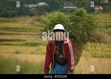 Ein lokaler Landwirt in der Erntezeit, Lobesa Valley, Bhutan Stockfoto