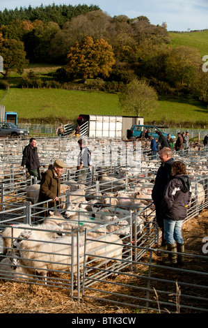 Geschriebenen Lämmer und Schafe in ein Viehmarkt Mart, Lovesgrove in der Nähe von Aberystwyth, Ceredigion Wales UK verkauft Stockfoto