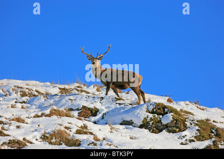 Rotwild-Hirsch im Schnee Stockfoto