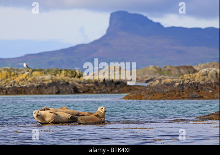 Gemeinsamen dichtet auf Felsen Arisaig und Sgur Eigg auf der Insel Eigg der Inneren Hebriden Highlands Scotland UK Stockfoto