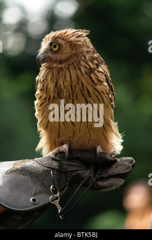 Ein majestätischer Malaiischer Fischturm (Ketupa ketupu) ruht anmutig auf dem dicken Lederhandschuh eines erfahrenen Wildtierhändlers. Stockfoto