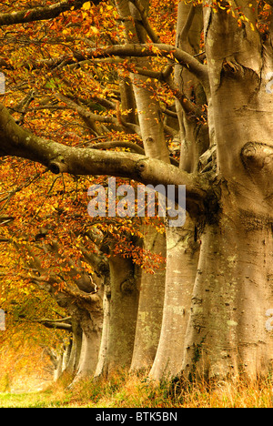 Die berühmten Beech Avenue an der Kingston Lacy, Herbst. In der Nähe von Wimborne, Dorset, Großbritannien November 2008 Stockfoto