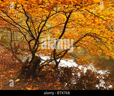 Blätter im Herbst. Stockfoto