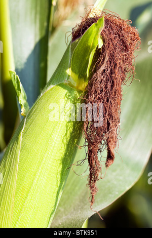 Reife, Ernte bereit Ähre, die Schale und Seide zeigen.  Manitoba, Kanada. Stockfoto