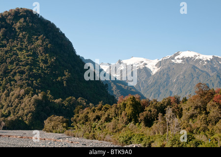 Rata Bäume, Waiho River, in der Nähe von Franz Josef, Westland-Nationalpark, Südinsel, Neuseeland Stockfoto