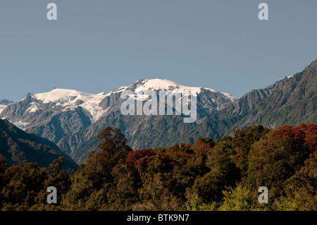 Rata Bäume, Waiho River, in der Nähe von Franz Josef, Westland-Nationalpark, Südinsel, Neuseeland Stockfoto