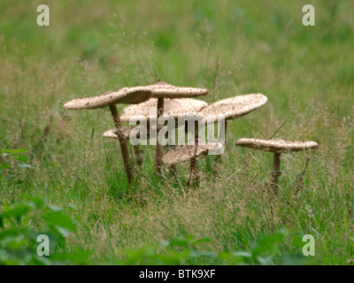 Parasol Pilz, Lepiota Procera, UK Stockfoto