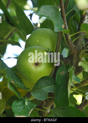 Äpfel wachsen an einem Baum, UK Stockfoto