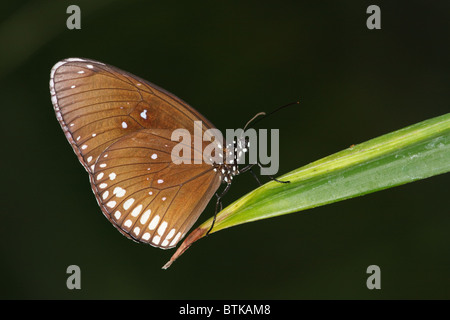 Gemeinsamen Krähe Schmetterling (Euploea Core) (captive) sitzen, einen grünen beurlaubt im Emmen Zoo Stockfoto