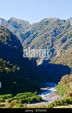 Rata Bäume, Waiho River, in der Nähe von Franz Josef, Westland-Nationalpark, Südinsel, Neuseeland Stockfoto