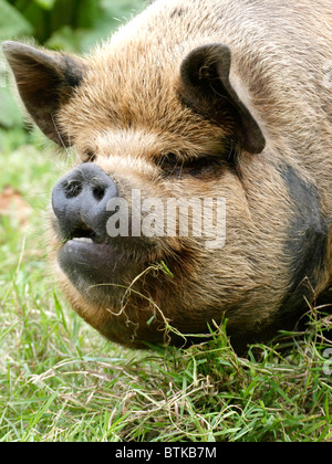 Pot bellied, Schwein, UK Stockfoto