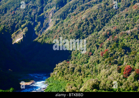 Rata Bäume, Waiho River, in der Nähe von Franz Josef, Westland-Nationalpark, Südinsel, Neuseeland Stockfoto