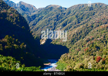 Rata Bäume, Waiho River, in der Nähe von Franz Josef, Westland-Nationalpark, Südinsel, Neuseeland Stockfoto