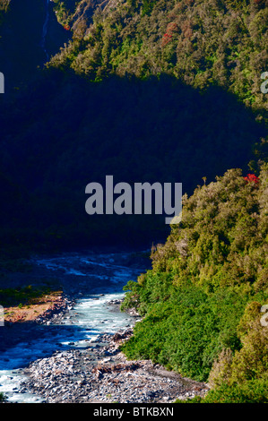 Rata Bäume, Waiho River, in der Nähe von Franz Josef, Westland-Nationalpark, Südinsel, Neuseeland Stockfoto