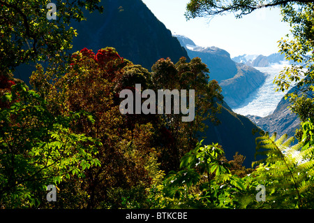 Fox Glacier, Pohutukawa, Rata Bäume, Südalpen, Südinsel Neuseeland Stockfoto