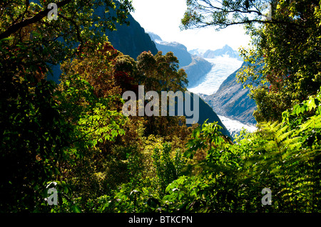 Fox Glacier, Pohutukawa, Rata Bäume, Südalpen, Südinsel Neuseeland Stockfoto