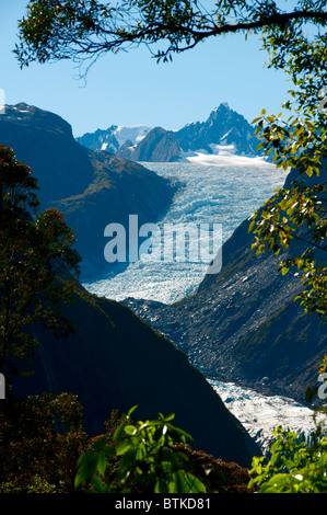 Fox Glacier, Pohutukawa, Rata Bäume, Südalpen, Südinsel Neuseeland Stockfoto