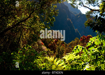 Fox Glacier, Pohutukawa, Rata Bäume, Südalpen, Südinsel Neuseeland Stockfoto