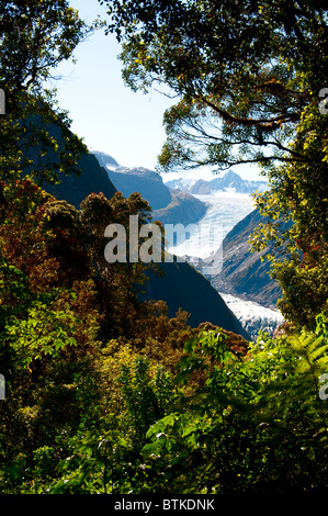 Fox Glacier, Pohutukawa, Rata Bäume, Südalpen, Südinsel Neuseeland Stockfoto