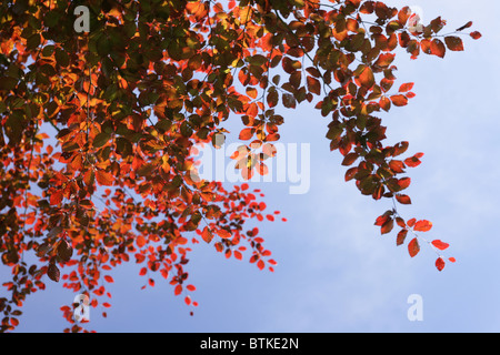 Rot-Buche lässt vor blauem Himmel. Stockfoto