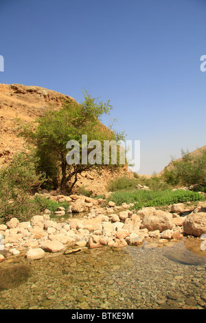 Samaria, Einot Petzael im Nachal Petzael Stockfoto