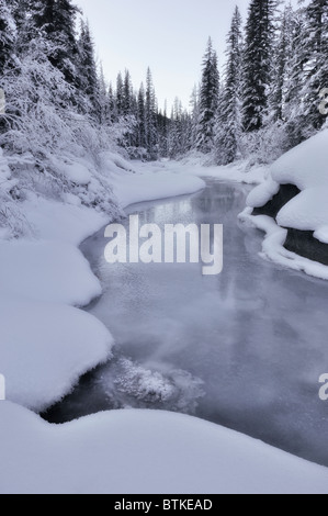 Neuschnee entlang der Maligne River - Jasper Nationalpark, Alberta, Kanada Stockfoto