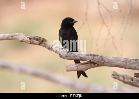 schwarzer Vogel auf einem Ast Stockfoto