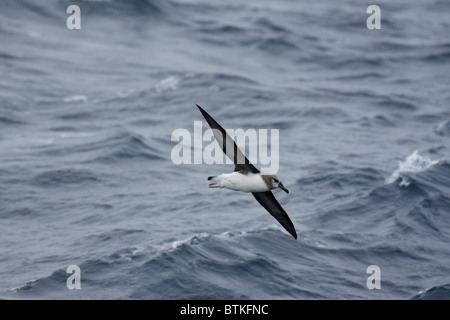 Albatros gleiten über stürmische See Stockfoto