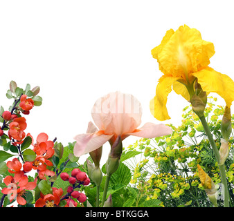 Collage mit rosa und gelbe Iris Stockfoto