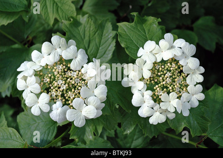 Viburnum Opulus Guelder Rose in Blüte Stockfoto